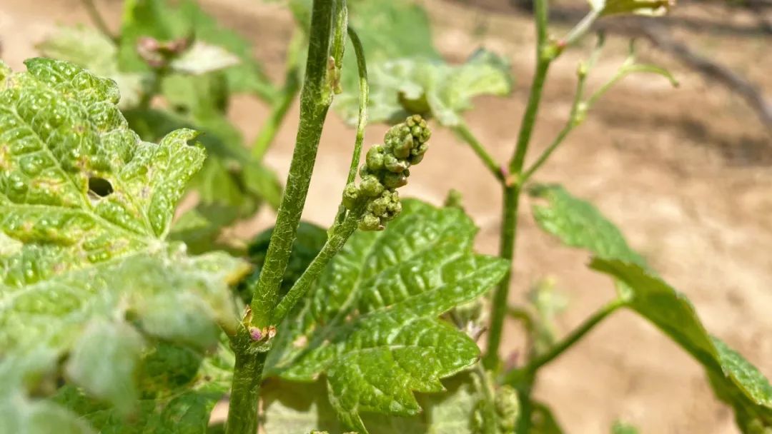 16821250834832.jpg 6401.jpg